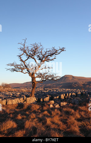 Hawthorn Tree und der Berg Ingleborough im Abendlicht von Twisleton Scars Yorkshire Dales UK Stockfoto