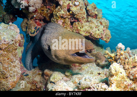 Mittelmeer-Muräne (Muraena Helena) Rotes Meer, Ägypten Stockfoto