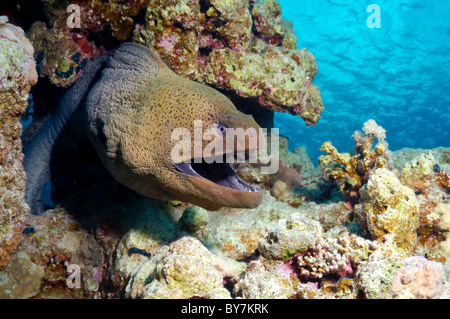 Mittelmeer-Muräne (Muraena Helena) Rotes Meer, Ägypten Stockfoto