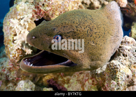 Mittelmeer-Muräne (Muraena Helena) Rotes Meer, Ägypten Stockfoto