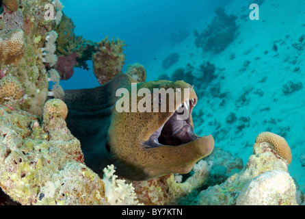 Mittelmeer-Muräne (Muraena Helena) Rotes Meer, Ägypten Stockfoto