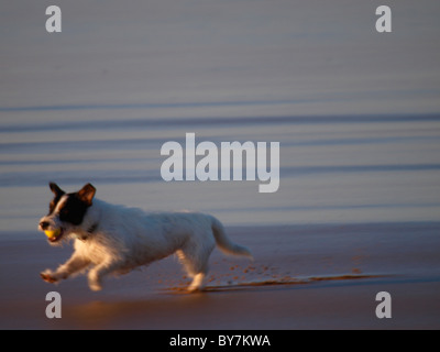 Jack Russell Terrier Abrufen von einer Kugel am Strand, UK Stockfoto