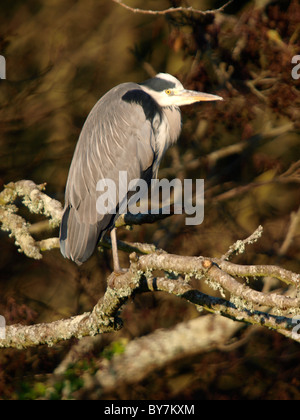 Graureiher Ardea Cinerea Stand auf einem Ast eines Baumes, UK Stockfoto