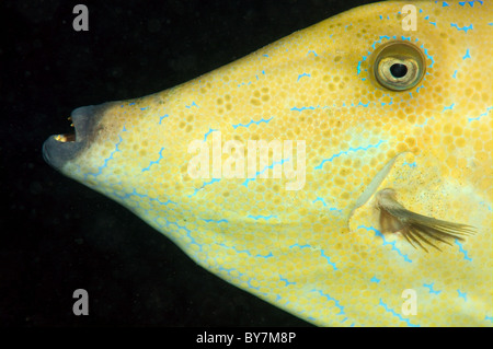 Scrawled Feilenfisch, Broomtail Feilenfisch, Scribbled Lederjacke oder blau-gefütterte Lederjacke Unicornfish (Osbeckia Scripta) Stockfoto