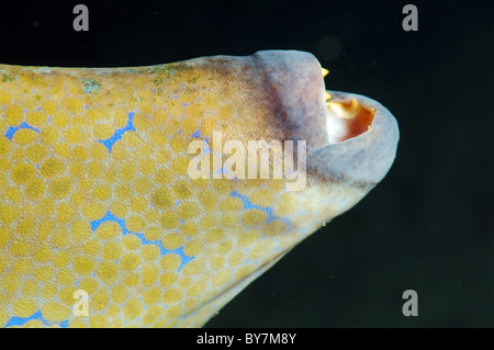 Scrawled Feilenfisch, Broomtail Feilenfisch, Scribbled Lederjacke oder blau-gefütterte Lederjacke Unicornfish (Osbeckia Scripta) Stockfoto