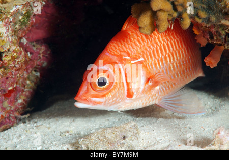 Lange-jawed Squirrelfish, Sabre Squirrelfish, riesige Squirrelfish oder stacheligen Squirrelfish (Sargocentron Spiniferum) Rotes Meer, Ägypten, Stockfoto