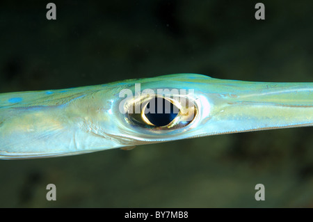 Trumpetfish (Aulostomus Chinensis) Stockfoto