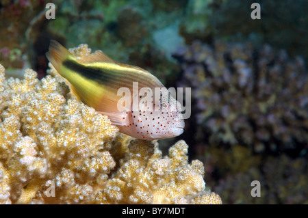 Thront sommersprossiges Hawkfish oder schwarz-seitig Hawkfish (Paracirrhites Forsteri), Rotes Meer, Ägypten, Afrika Stockfoto