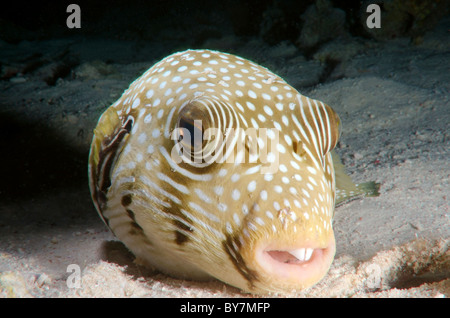 Weiß gefleckten Kugelfisch (Arothron Hispidus) Stockfoto