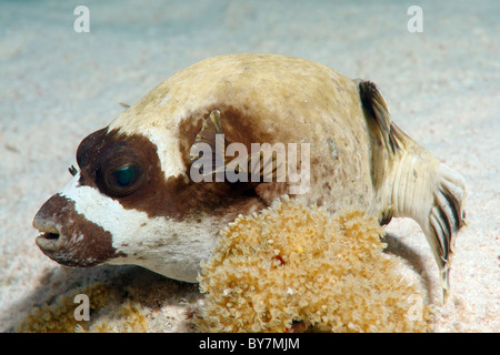 Maskierte Kugelfisch (Arothron Diadematus) Stockfoto