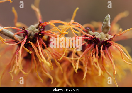Hamamelis x intermedia glühenden Glut Stockfoto