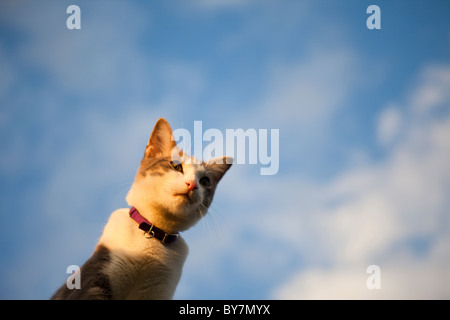 Blick über Katze Stockfoto