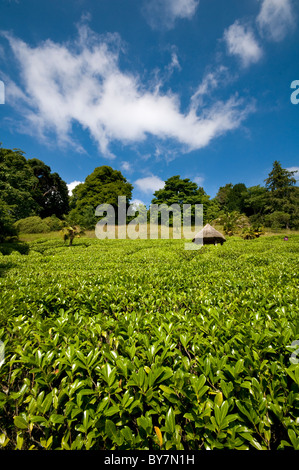 Der Kirschlorbeer Labyrinth Glendurgan Gardens in der Nähe von Falmouth in Cornwall, England Stockfoto