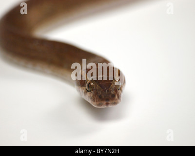 Afrikanische braune Schlange Stockfoto