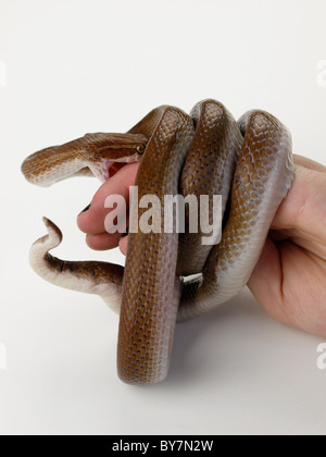 Schlangenbiss Stockfoto