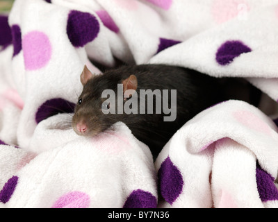Niedliche Haustier Phantasie Ratte in einem fleckigen Decke, UK Stockfoto