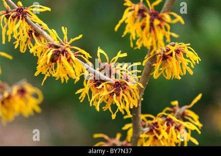 Hamamelis x intermedia Orange Peel Stockfoto