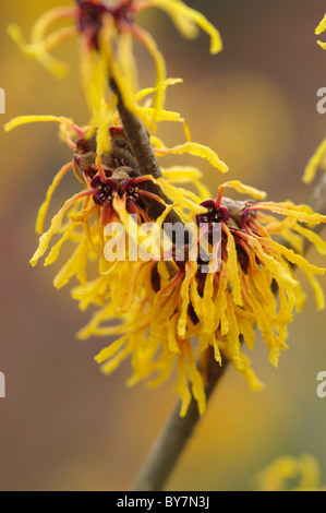 Hamamelis x intermedia Orange Peel Stockfoto