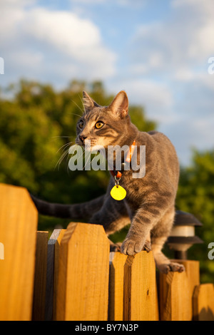 Tabby Katze zu Fuß auf Zaun Stockfoto