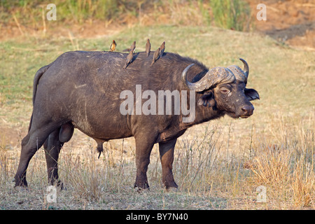 Bull afrikanische oder Kaffernbüffel (Syncerus Caffer), Kruger National Park, Südafrika Stockfoto