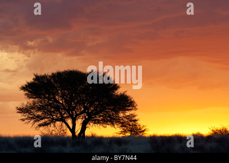 Sonnenuntergang mit Silhouette afrikanischen Akazie, Kgalagadi Transfrontier Park, Südafrika Stockfoto