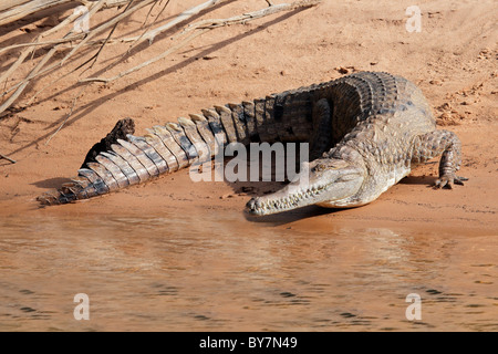 Großen Süßwasser-Krokodil (Crocodylus Johnstoni), Kakadu-Nationalpark, Northern Territory, Australien Stockfoto