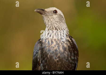 Porträt einer Red-winged Starling (Onychognathus Morio), Südafrika Stockfoto