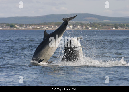 Zwei Erwachsene Tümmler (Tursiops Truncatus) Verletzung in Moray Firth, Schottland, Großbritannien Stockfoto