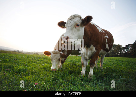 Deutschland 20101015, Kuh Weide © Gerhard Leber Stockfoto