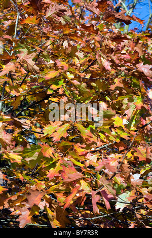 Die Blätter eines Baumes im Herbst Poynton Park Cheshire England Scarlet Oak Stockfoto