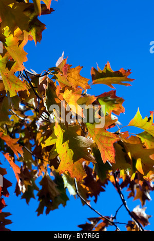 Die Blätter eines Baumes im Herbst Poynton Park Cheshire England Scarlet Oak Stockfoto