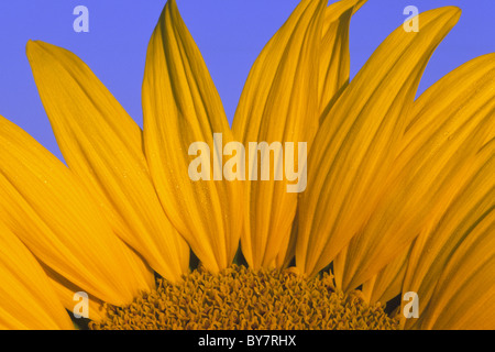 Abstraktes Bild von einer blühenden Sonnenblumen Stockfoto