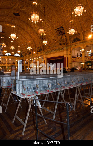 Britische Brieftauben bei britischen Homing World Show des Jahres in Blackpool, Lancashire 2011 Stockfoto