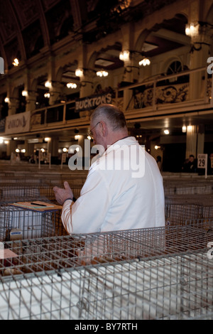 Britische Brieftauben bei britischen Homing World Show des Jahres in Blackpool, Lancashire 2011 Stockfoto