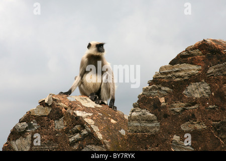 Black-footed grau Languren (Semnopithecus Hypoleucos) saß auf den Wällen Kumbalgarh fort in der Nähe von Udaipur, Rajasthan, Indien Stockfoto