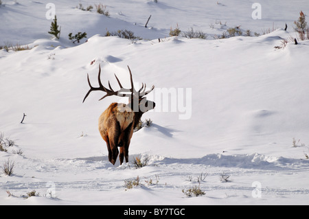 Ein Stier Elche (Cervus Canadensis) im Schnee stehen. Yellowstone-Nationalpark, Wyoming, USA. Stockfoto