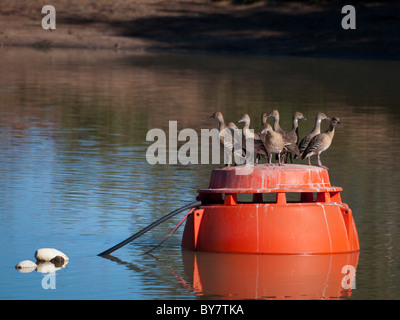 Gefiederte Pfeifen Enten (Dendrocygna Eytoni) an Boje Stockfoto