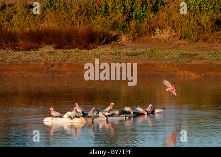 Rosakakadus (Eolophus Roseicapilla) trinken aus dam bei Sonnenuntergang Stockfoto