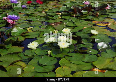 Großer Teich mit blühenden Seerosen bewachsen Stockfoto