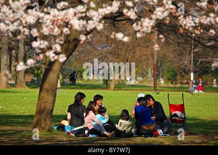 Familie sitzt mit Picknick unter Kirschblüten in Shinjuku Gyoen, Tokyo, Japan Stockfoto