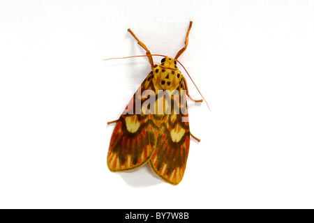 Indische Falter Stockfoto