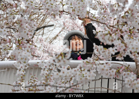 Junge japanische Schüler bis zu Touch weißen Kirschblüten auf Brücke am Kunitachi, Tokyo, Japan Stockfoto