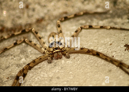 Indische Spider Stockfoto