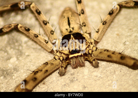 Indische Spider Stockfoto