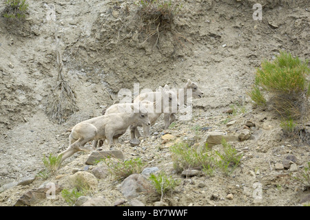 Bighorn Schafe Lämmer bei Spielen in den Rocky Mountains. Stockfoto