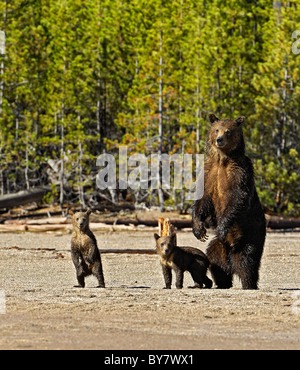 Grizzly Mutter mit jungen im Yellowstone National Park. Stockfoto