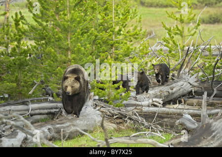 Grizzly Mutter mit vier jungen, die zu Fuß auf umgestürzte Bäume im Yellowstone National Park. Stockfoto