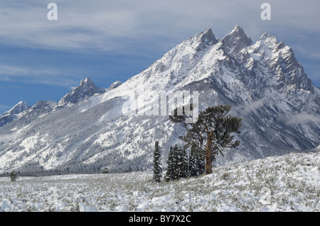 Alten Patriarchen Baum am Morgen nach einem Schneesturm im Grand Teton National Park. Stockfoto