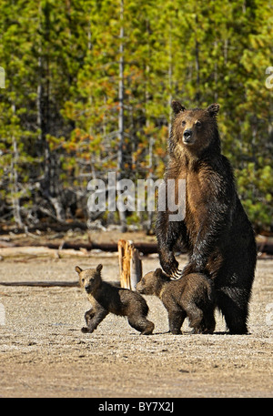 Grizzly Mutter mit jungen im Yellowstone National Park. Stockfoto