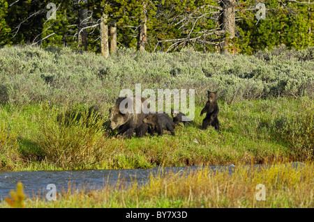 Grizzly Mutter mit vier jungen im Yellowstone National Park. Stockfoto